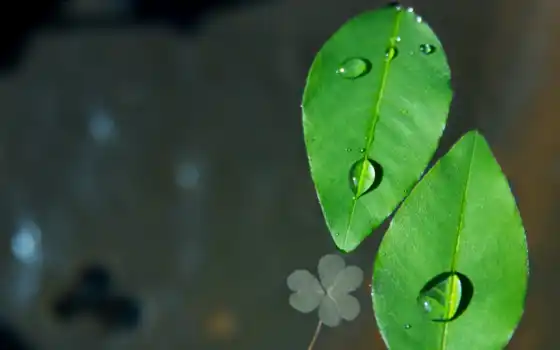 роса, leaf, растение, point, abstraktus, струйка, pixabay, gratis, billeder, natur