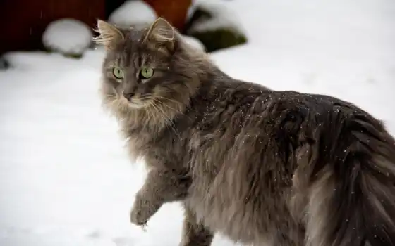 снег, глаза, кошка, серая, зеленые, зима, животные, кошки, 