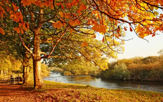 jesień, drzewa, tapety, pl, fototapety, las, woda, liście, jesienne, krajobraz,