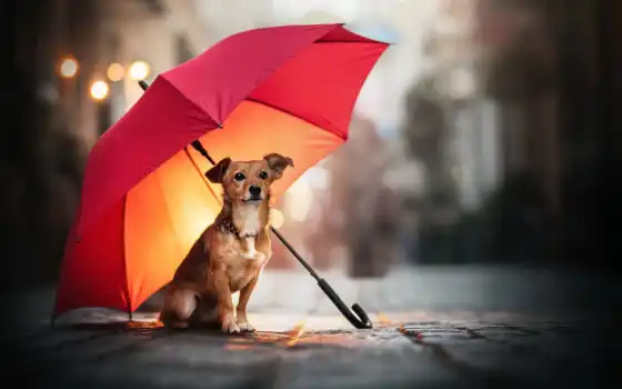 собака, зонтик