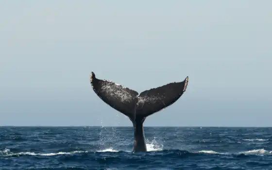 ток, кит, humpback