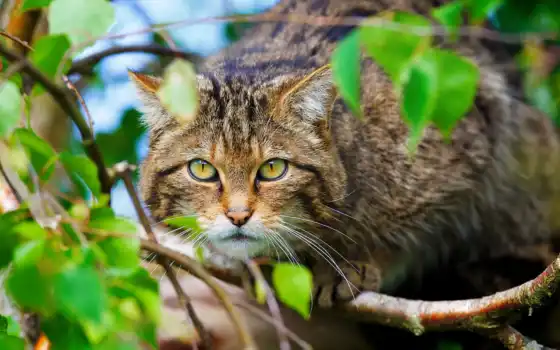 шотландский, кот, дикий, дикий