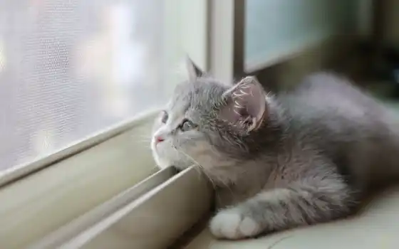окно, серый, кот, смотрит, кошки, котенок, разных, 