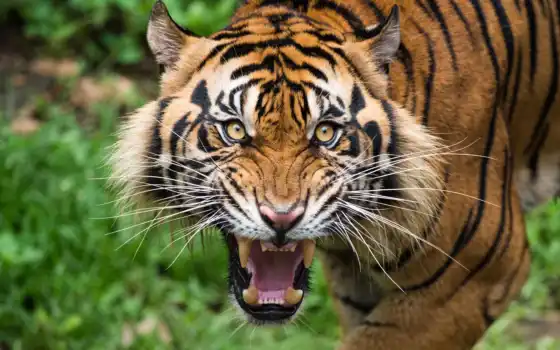 тигр, злой