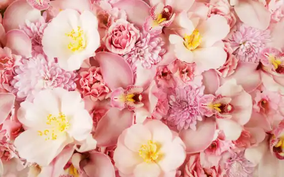 цветы, орхидея, заставки, розовый, 