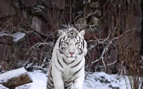 тигр, белый, москва, зоопарк, Россия