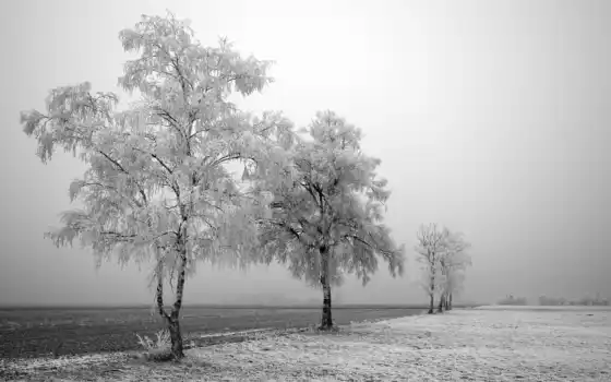 зима, природа, замороженные, деревья, снег, черный, настольный, пейзажи, дерево, туман, поле, белый,