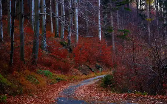 дорога, листья, красные, деревья, осень, лес, 