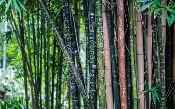 бамбук, цветные растения, бесплатные, пикабай, изображения, удачливые, деревья,