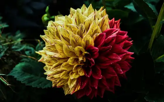 dahlia, бесплатные, pixabay, изображения, сад, цветы,