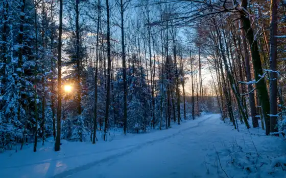 зима, лес, закат, деревья, солнце, лучи,