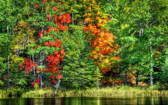 осень, пасти, озеро, пейзаж, лист, природа, цвет, пиковая картинка, лес