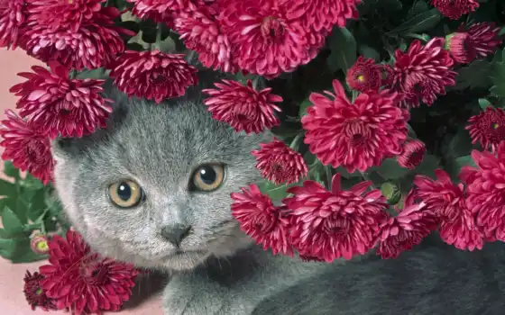 кот, цветы, серый, 
