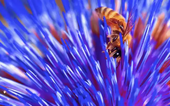 пчелка, природа, цветы, насекомое, cvety, 