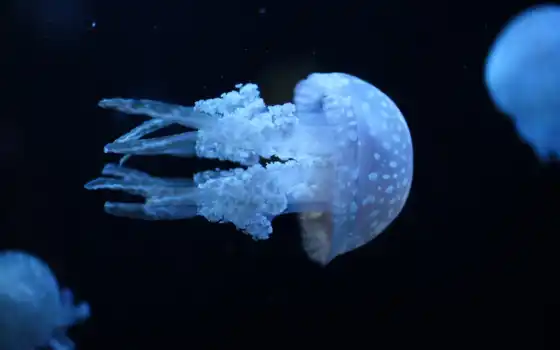 медузы, подводный океан, море, вода, мир