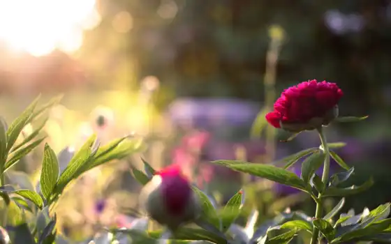 цветы, природа, лепестки, поле, розовый, глубина, солнечный свет