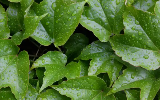 ivy, листья, wet, free, текстура, зелёный, природа, leaf, растение, water, осень, 