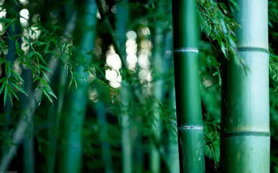 бамбук, ресторан, роща, бамбуковая, натуральная,