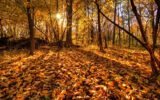 бытие, осень, деревья, лес,