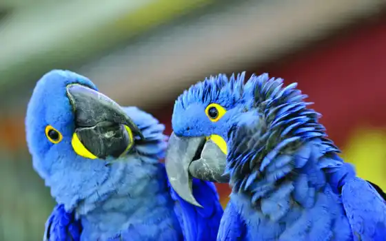 macaw, гиаццинальный, свинец, гоугл, синий, попугай, амазе
