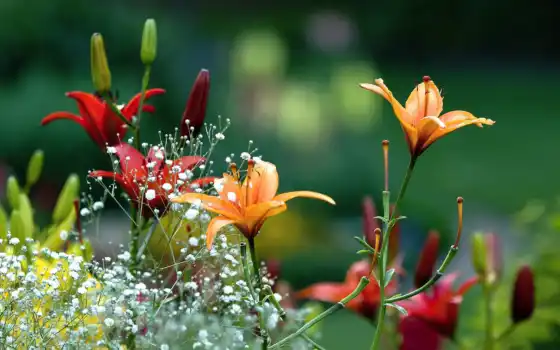 садовод, lily, цветы, pic