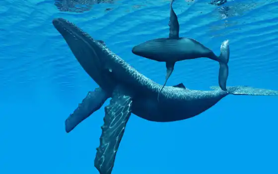 кит, животное, океан, вода, глубина, ребенок, под водой, синий