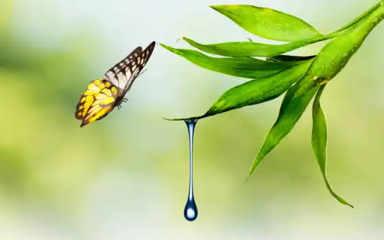 бабочка, drop, waters, природа, water, фотообои, капли, лист, растение, астане, 