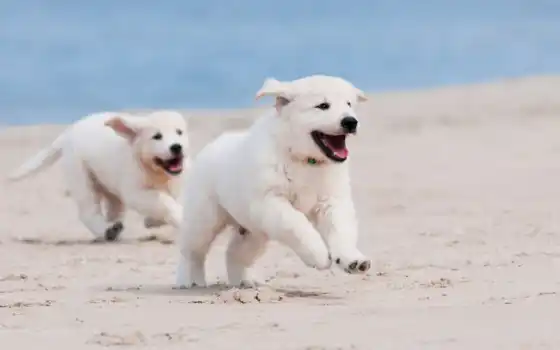щенки, щенки, овчарка, гимна, песок, два, белые, щенка,