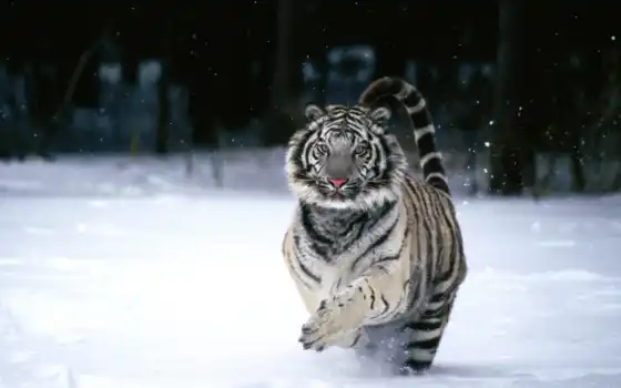 темные, белые, белые, тигры,