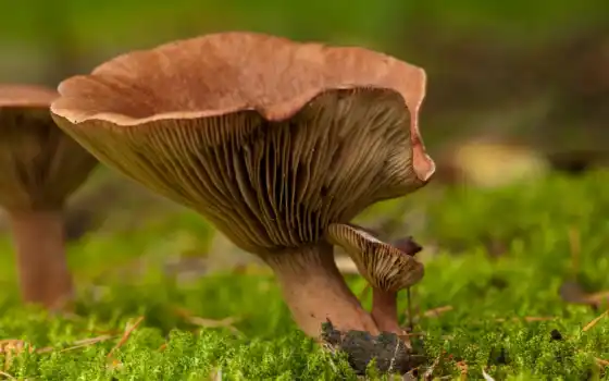 грибы, мох, боке, природа, гриб, 