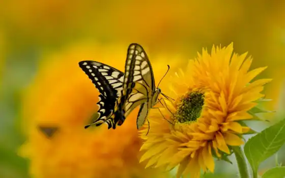 бабочка, природа, махаон, бабочки, цветы, крылья, картинка, телефона, лепестки, 