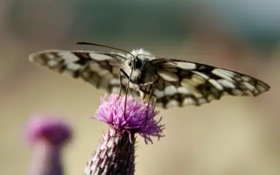 galathea, melanargia