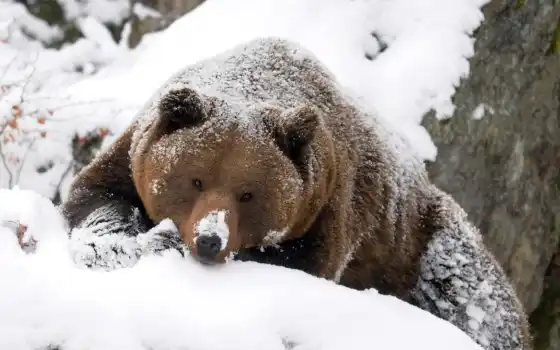 медведь, лес, зима