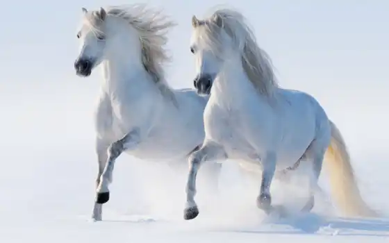 cheval, blanc, neige, chevau, dan, deu, sur, blancs