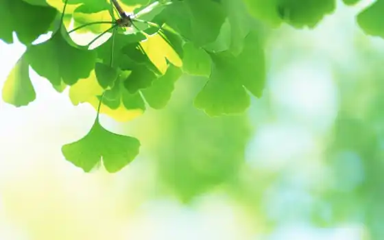 leaves, fresh, green, дк, japan, download, зеленые, full, фвихаъ, свежие, view, 