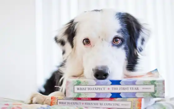 книга, собака, собаки, книги, книгами, 