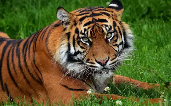 тигр, тигры, природе, траве, фотографий, комментарий, polstyankina, оставить, взгляд, siberian, коллекции, 