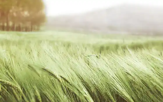 ветер, пшеница, поле, трава, серьги