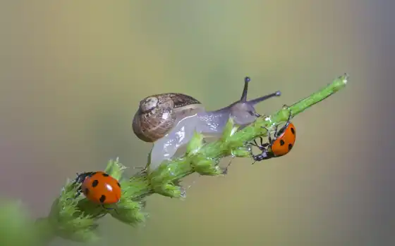 snail, ladybugs, трава, макро, desktop, blade, uhd, 