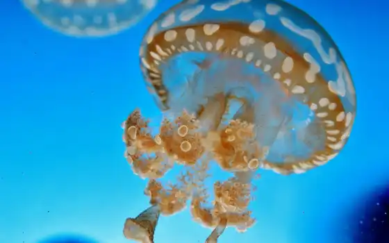 jellyfish, миро, underwater, blue, water, makryi, море