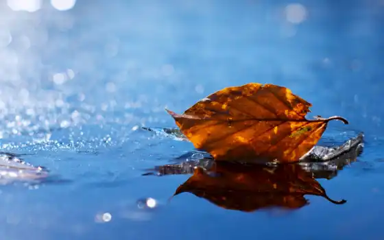 осень, лист, water, yellow