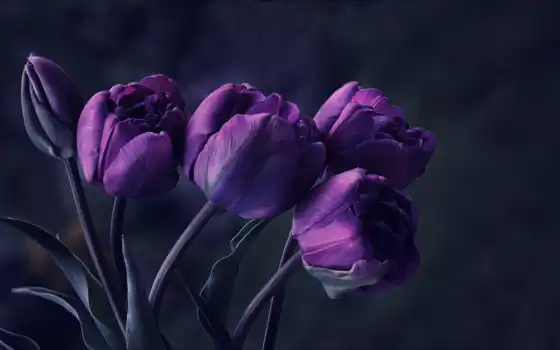 цветы, фиолетовые, тюльпаны, 