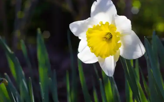 daffodil, зеленый