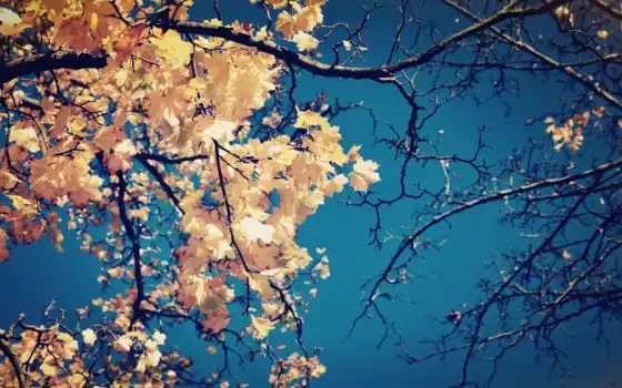 псевдоним, осень, ветвь, дерево, ли