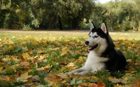 собака, хаска, лист, осень