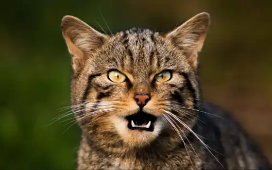 кот, мелкопитающее, животное, дикое, маленькое, среднее, домашнее, глаза, крик, усы