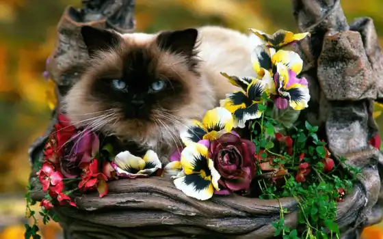 кот, цветы, корзина