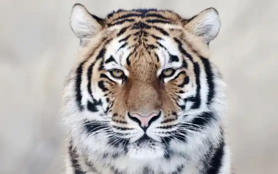 тигр, животное
