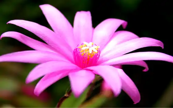 розовый, цветной, цветной, темный