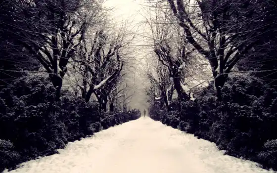 снег, человек, аллея, природа, деревья, 